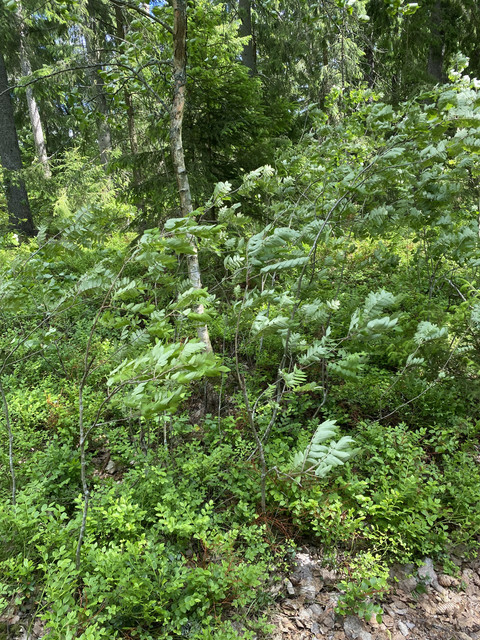 13-A866-CB-3387-4-B32-8-F18-269974-C87-B