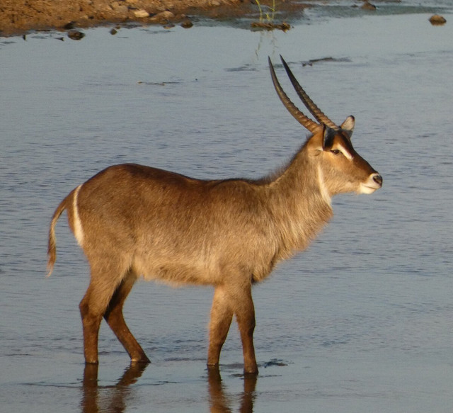 Waterbuck