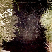 Banana-Spider-Web