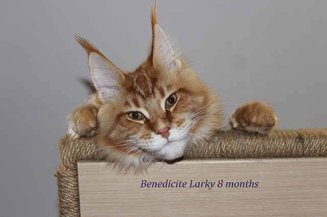 larkyitit2