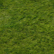 grass