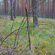 may19-woods-05
