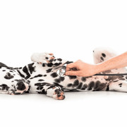 Pets-Insurance-130
