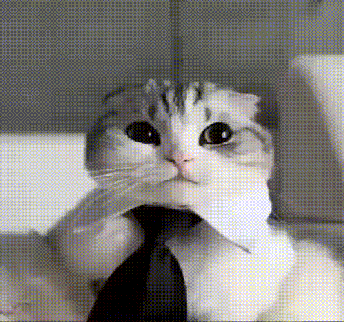 cat gets tie adjusted