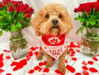 Valentine’s Day Gifts for Dogs: Eight Toys That Show Your Love