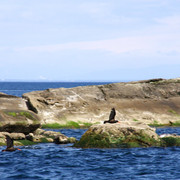 Seals-02