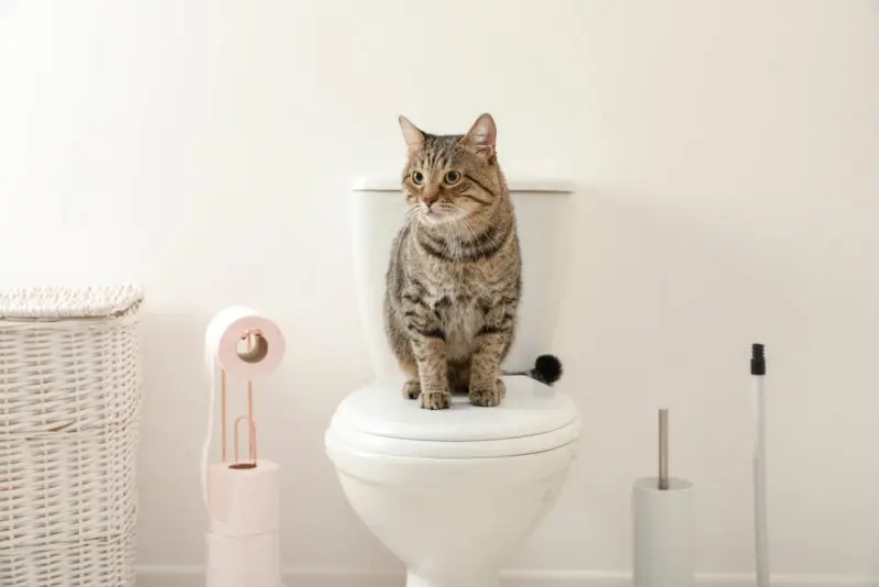 Cats Refuse to Let Anyone Use the Bathroom Alone