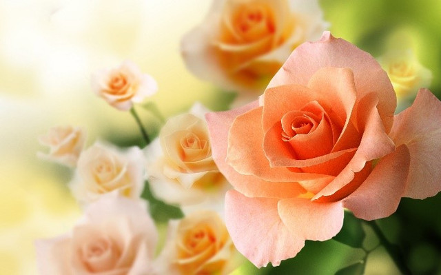 Peach-rose
