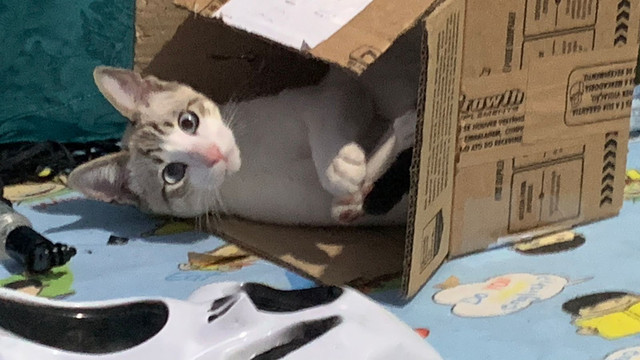 Paco