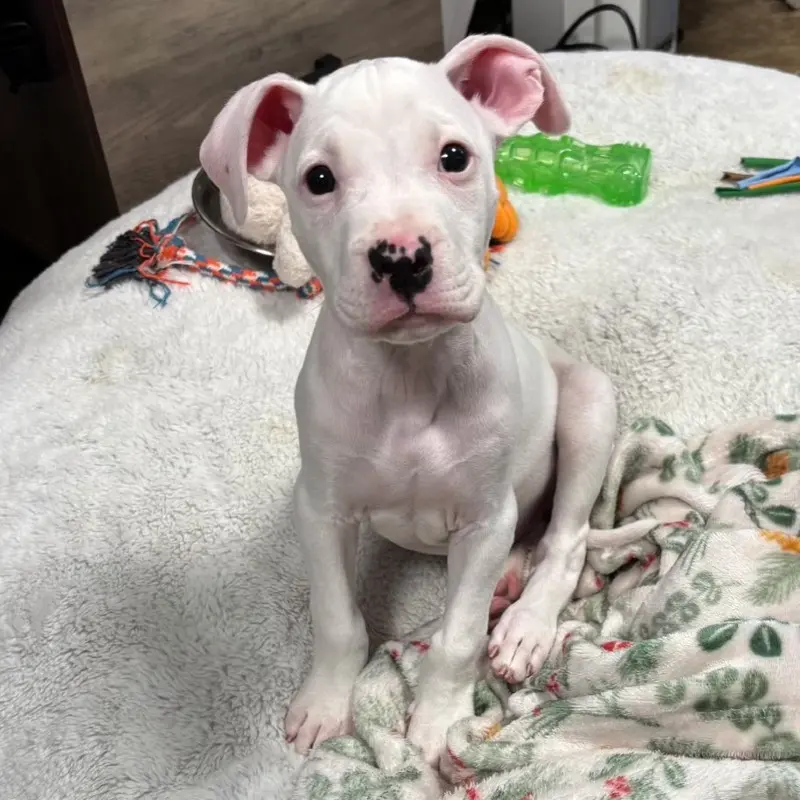 Deaf Puppy Harper Seeks Forever Home