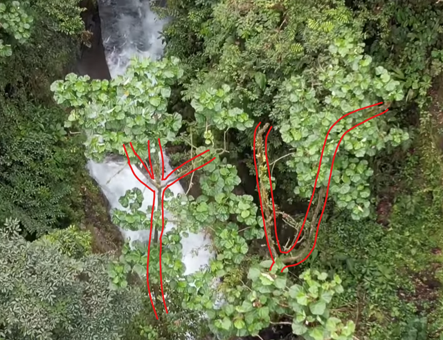 day fork trace