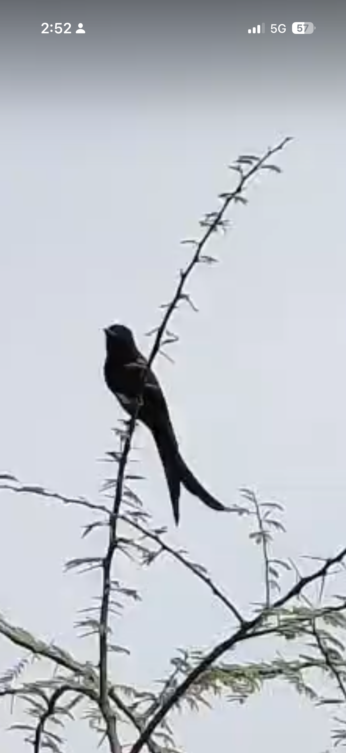 最近認識された鳥の写真