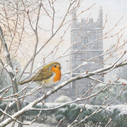 First Snow Robin at Lanhydrock Church