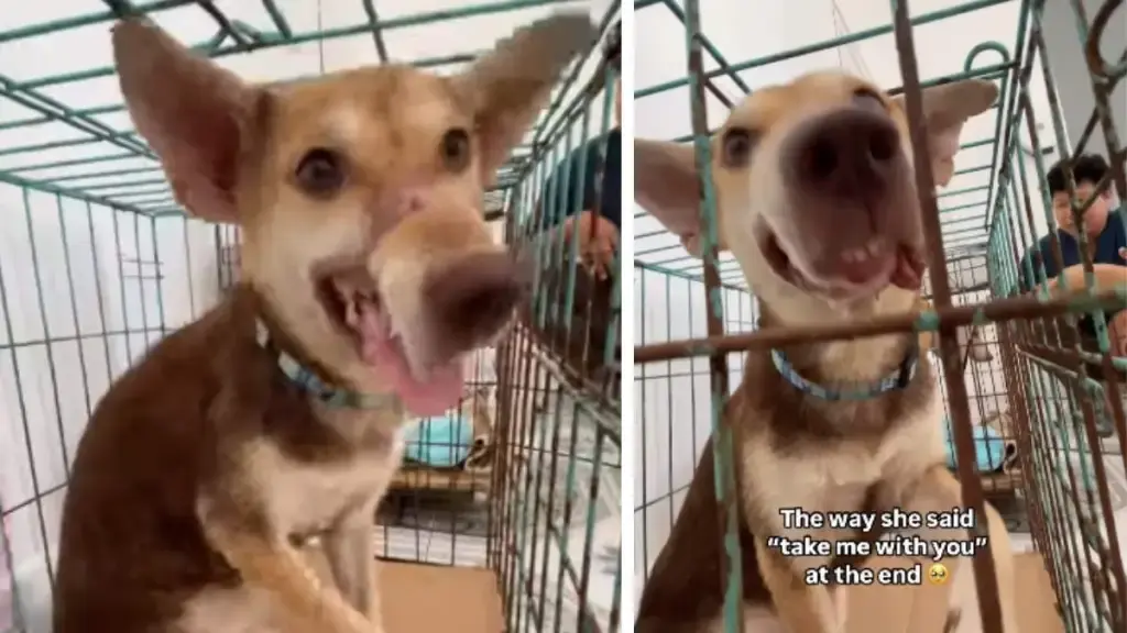 Rescue Dog's Gentle Gesture Wins Heart