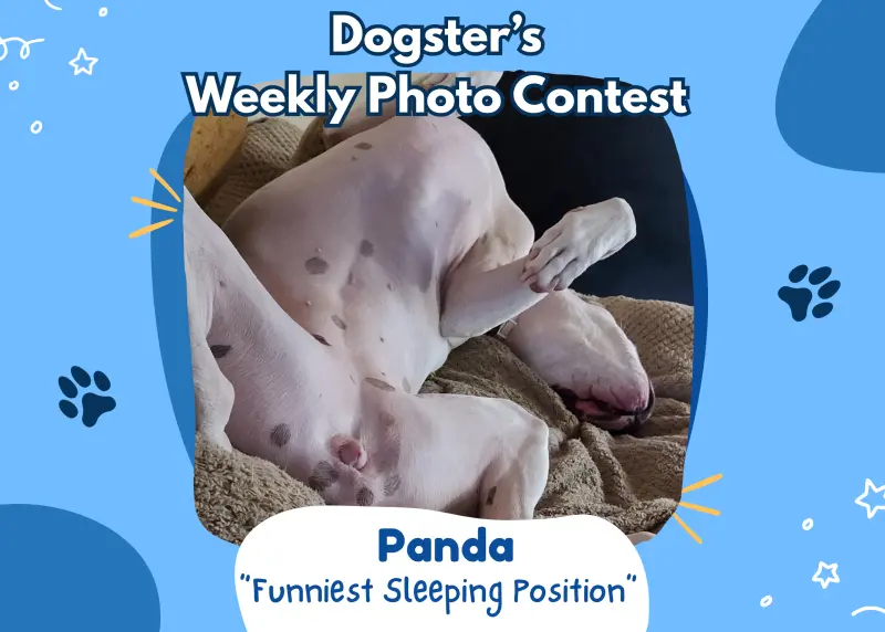 Dogster Announces Winners of Funniest Sleeping Position Contest