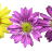 50691482-flwerbar1