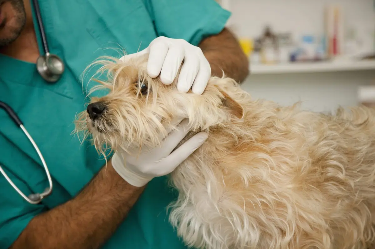 Fluconazole Becomes a Go‑To Antifungal for Canine Infections