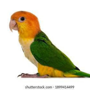 conure