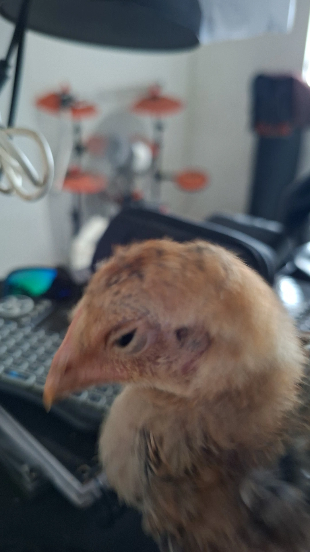 chicken revolution