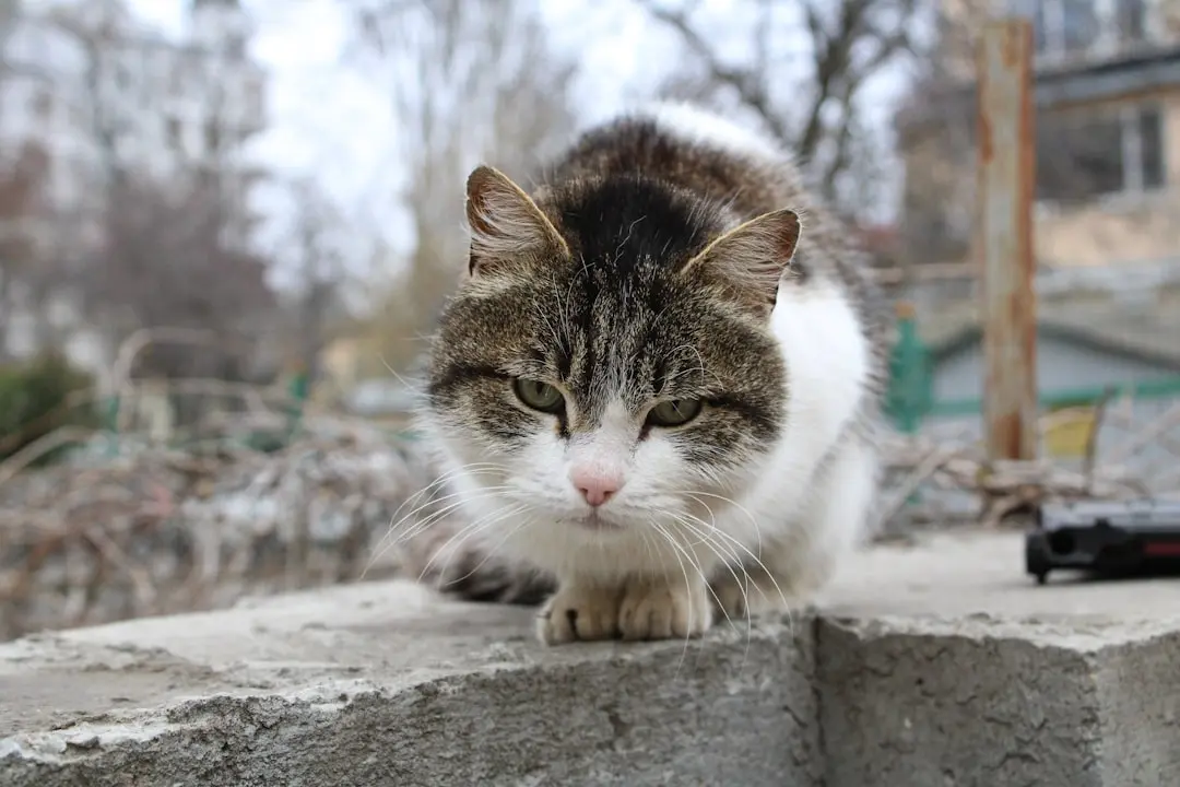 Scared Senior Cat Gets Help After Showing Up on Porch