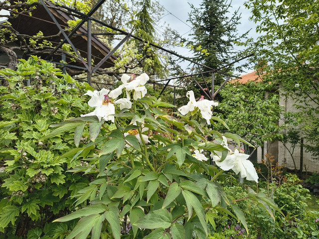 peony.jpg