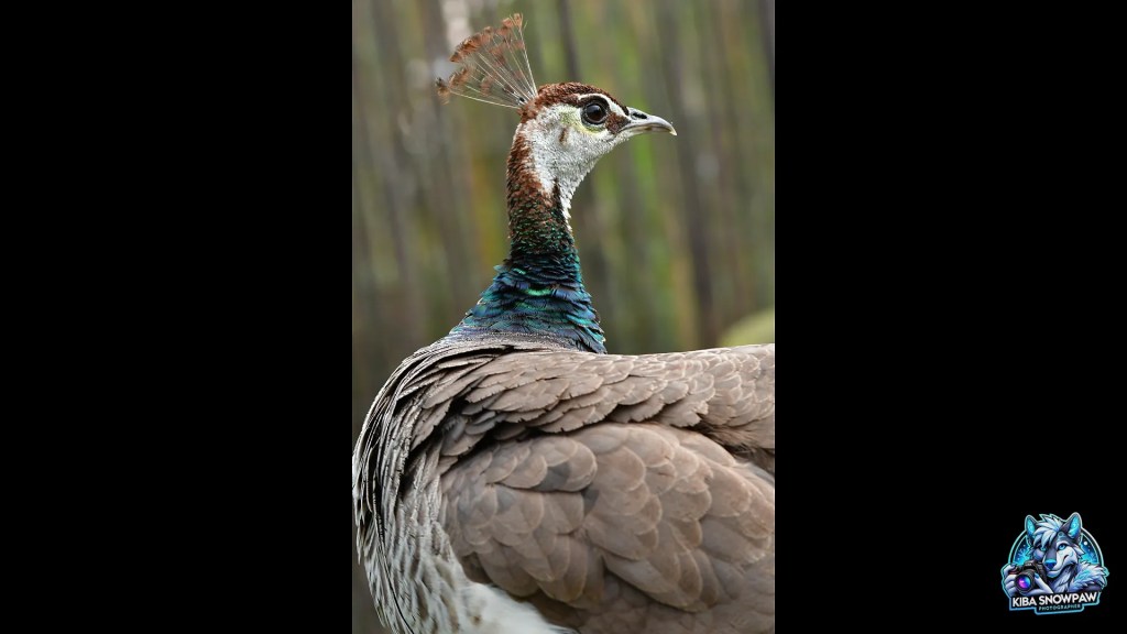 A peafowl resting among the trees.