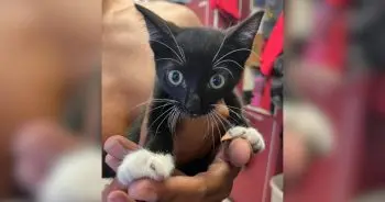 Lifeguards Rescue Kitten Trapped in Car