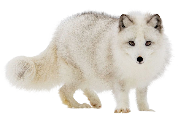94915823.png