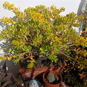 IMG-6828
