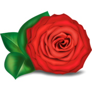 64784987-rose