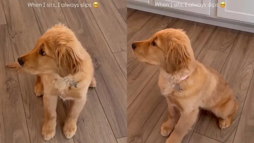 Golden Retriever Puppy Struggles to Sit, Steals Hearts Online