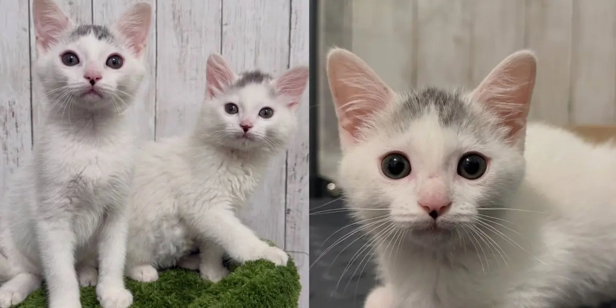 Tiny Kitten's Hidden Weight Loss Discovered by Foster Carer