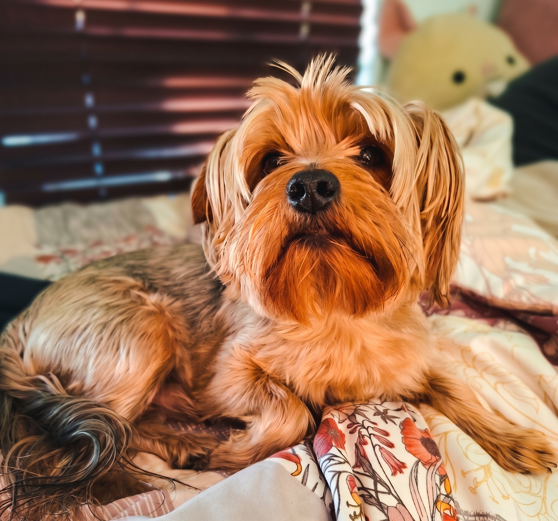 Close up portrait of Lucky a tan and silver Yorkshire Terrier rescue dog