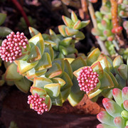 IMG-6245