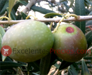 Olives with the olive grove Control of the olive fruit, copper treatments