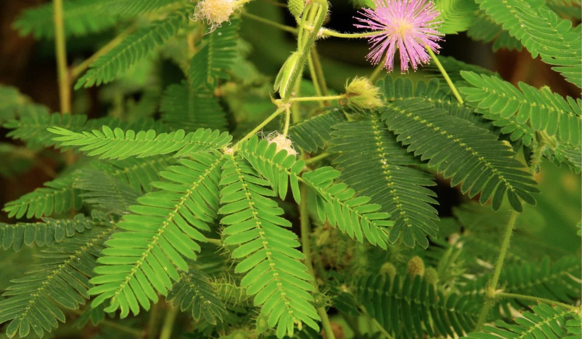Mimosa-Pudica-4