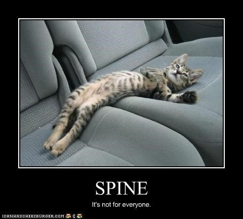 spine.jpg