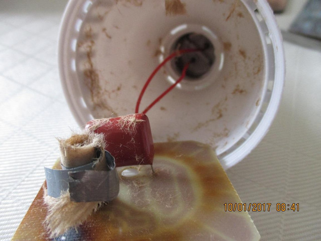 Bulb 3.jpg