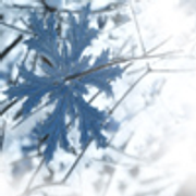 snowflakes-by-woolfres-20