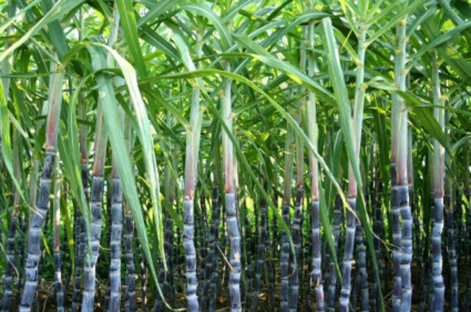 [Image: sugarcane-84acdbef376a4191cfd7df3973d7bd3b.jpg]