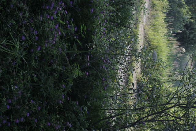 DSC5333-result.jpg