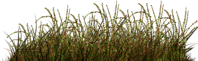 herbes.png