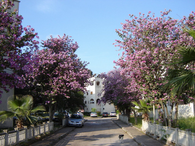 DSC06019