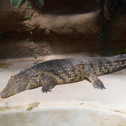 Alligator