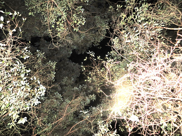 IMG-1664-procdjj2