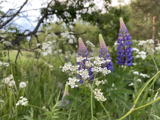 B34-AA45-B-1-AAF-4-FE6-82-DB-8-B3555105-