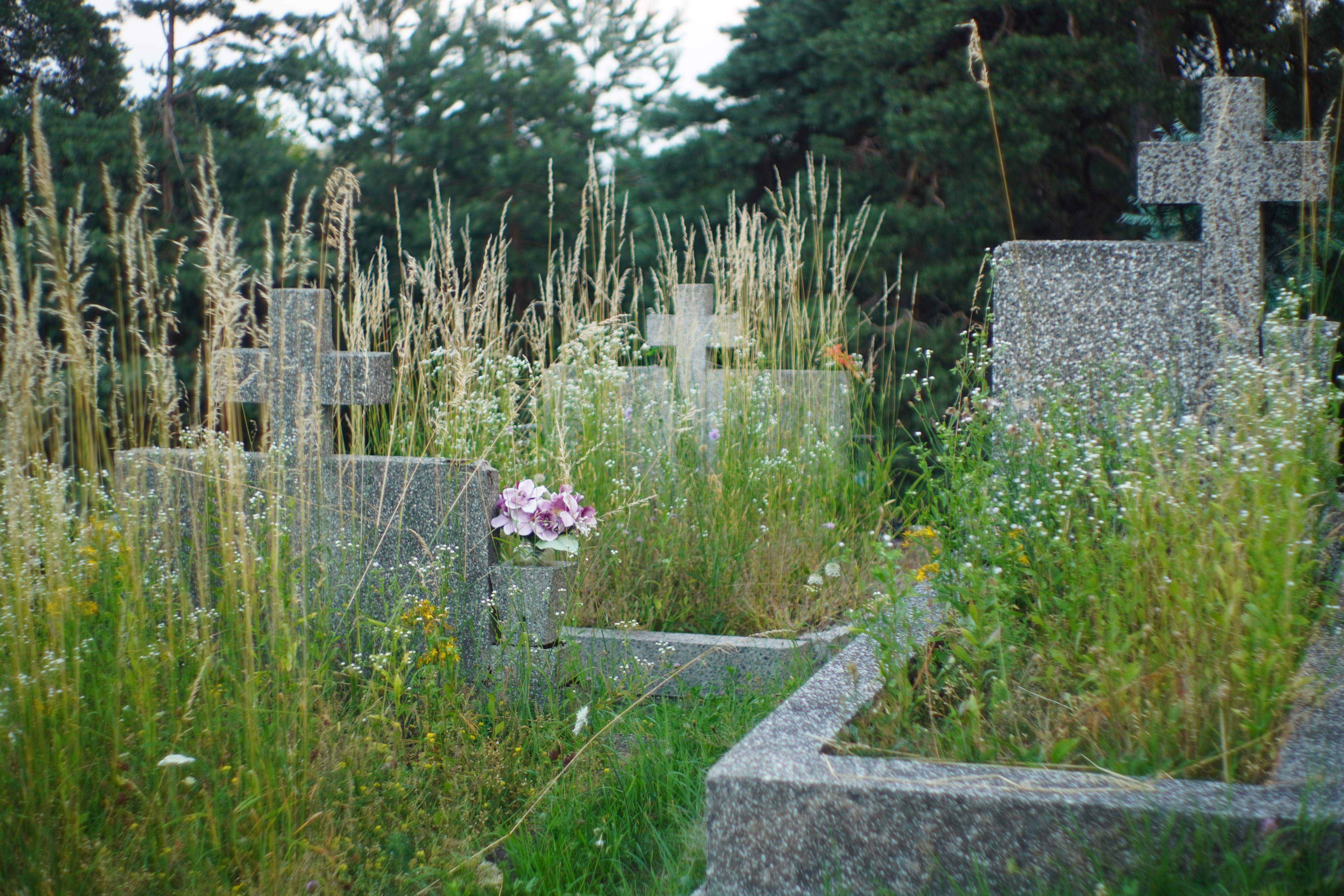 DSC00984.jpg