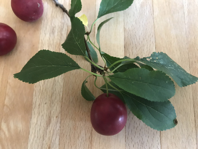 IMG 0469.jpg