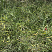 DSC7885