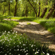 forest-3474531-960-720